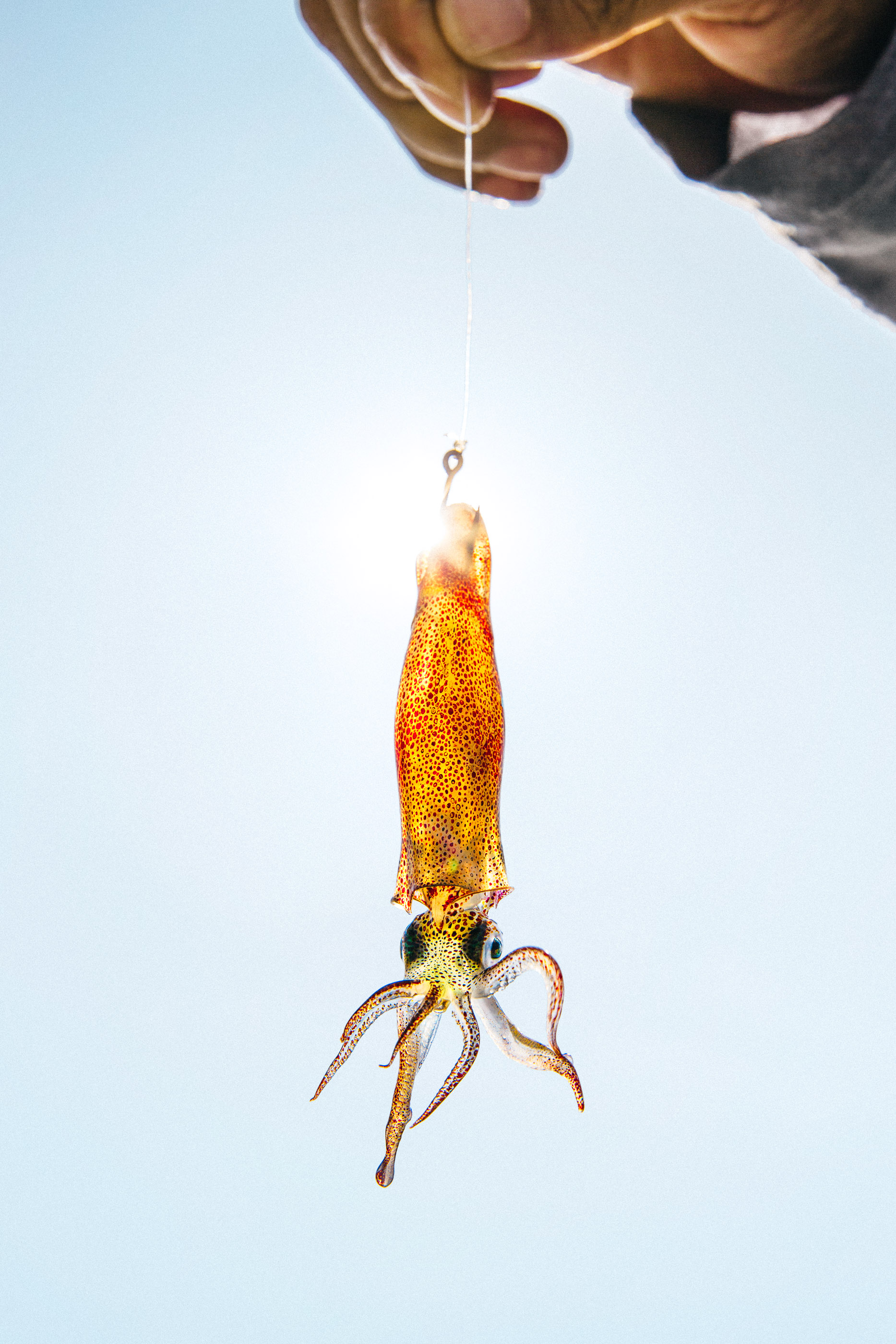 Squid bait dangles from a hook