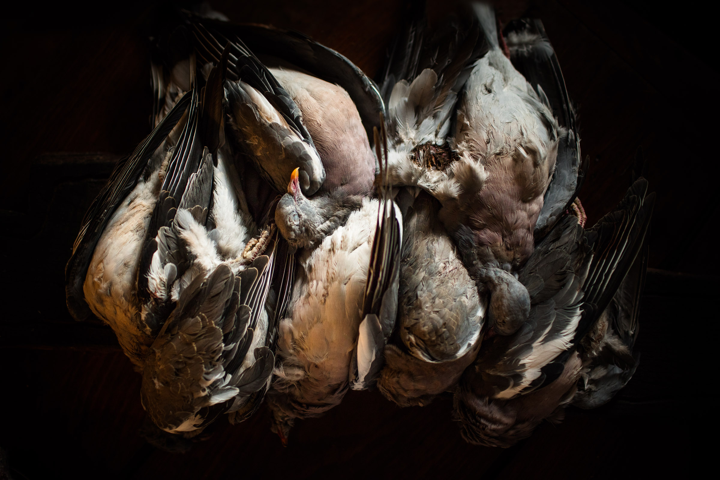 Still life of dead pigeons ready for cooking prep