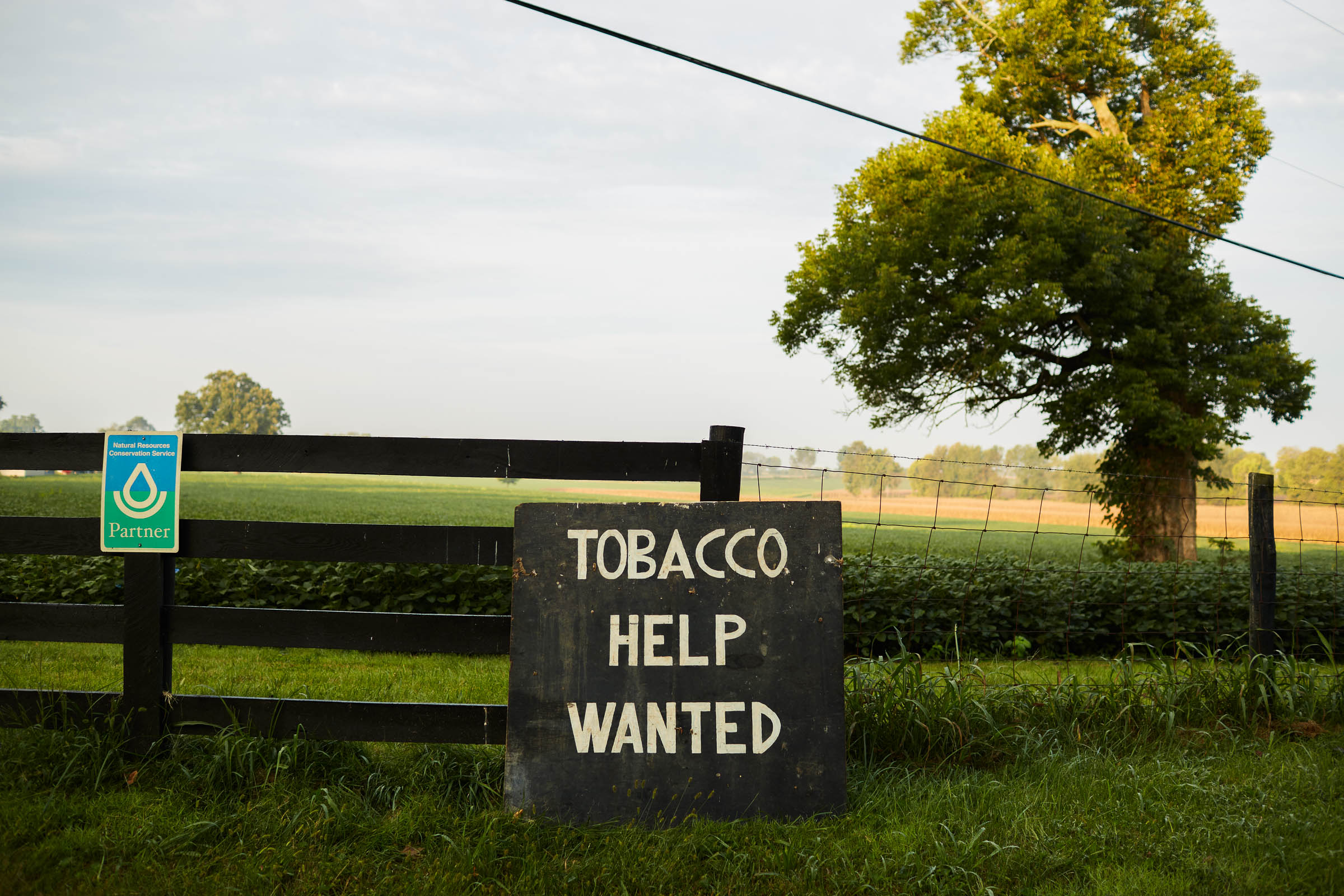 tobacco-harvest_010