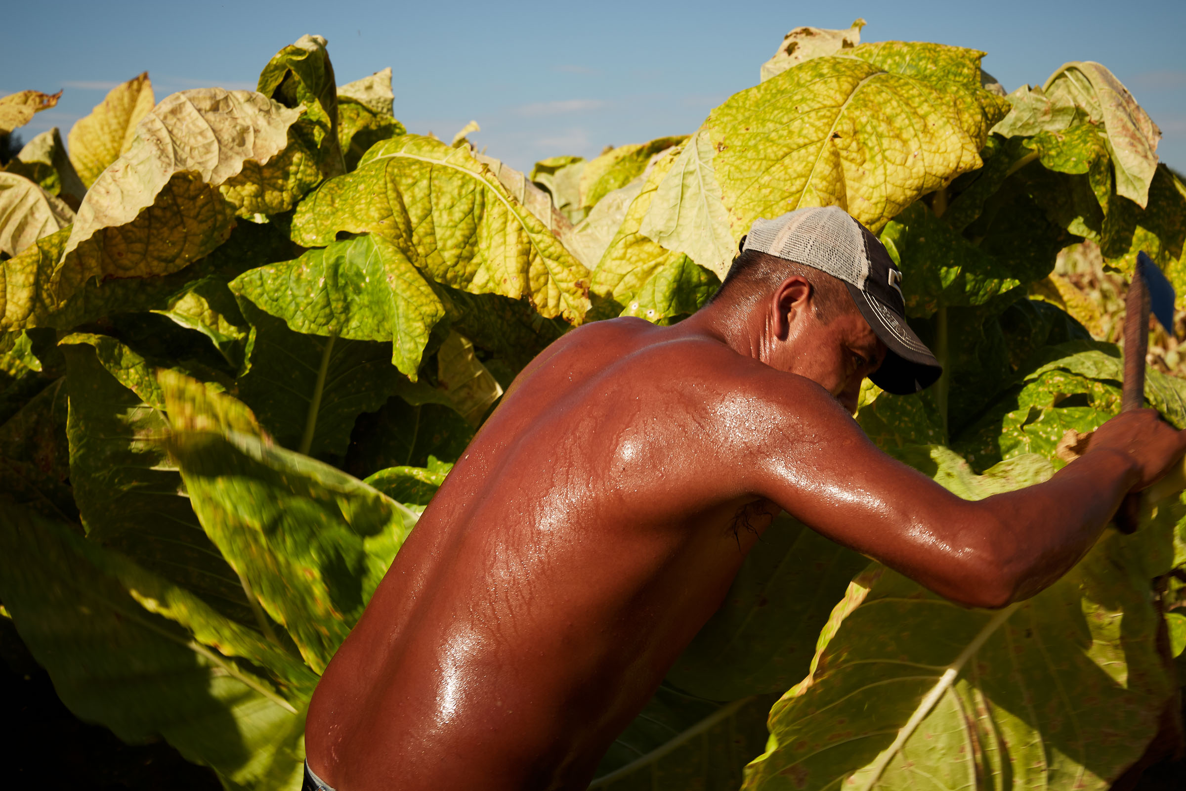 tobacco-harvest_012