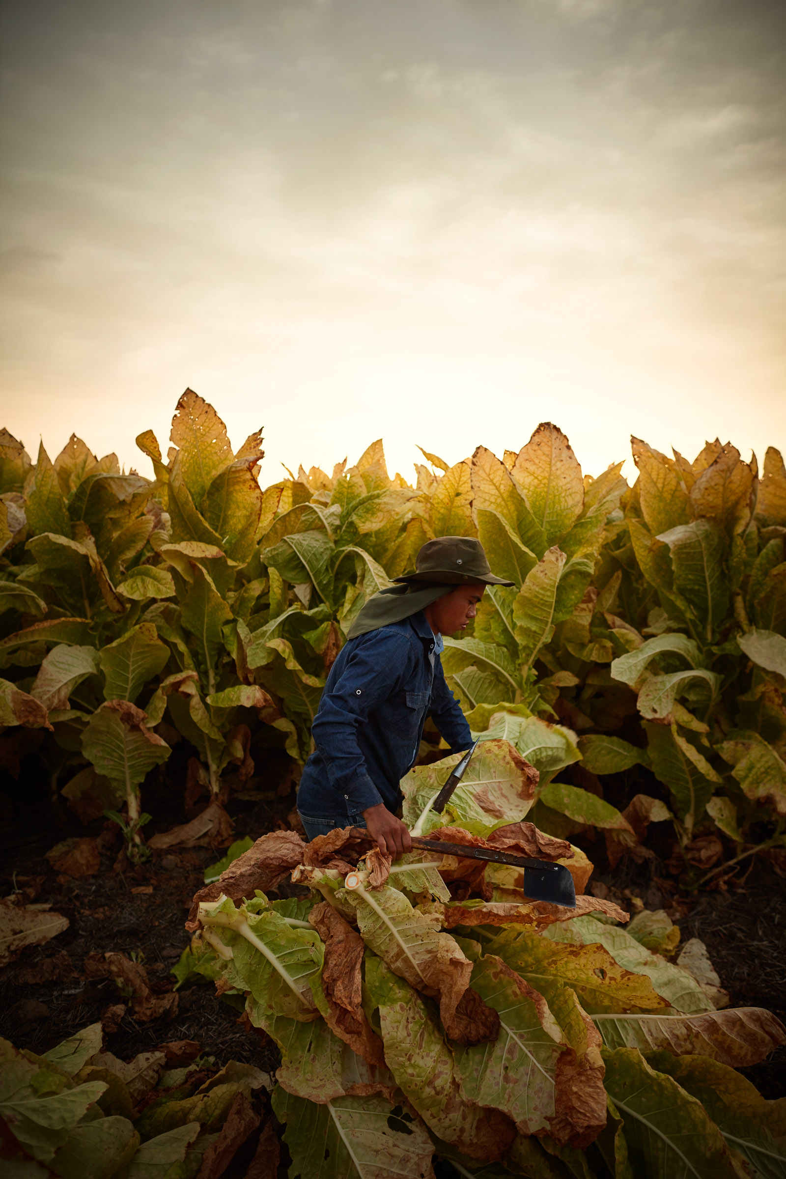 tobacco-harvest_018