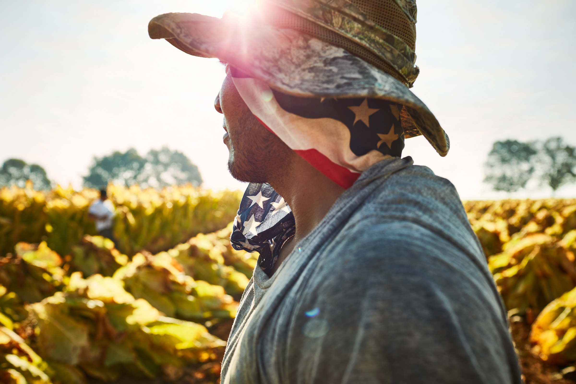 tobacco-harvest_02