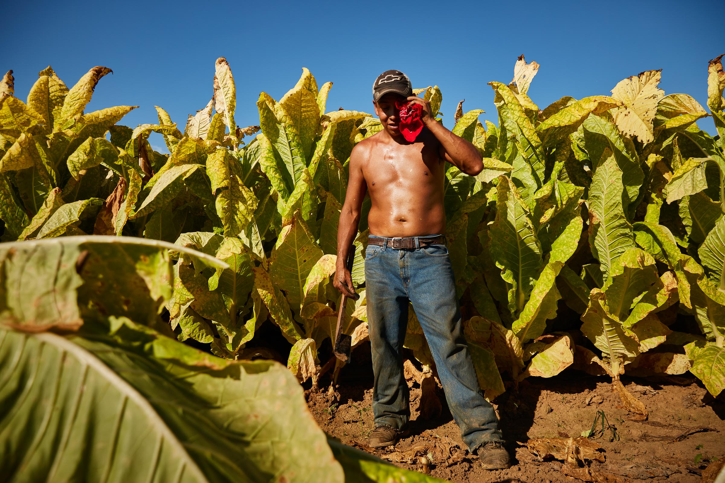 tobacco-harvest_027