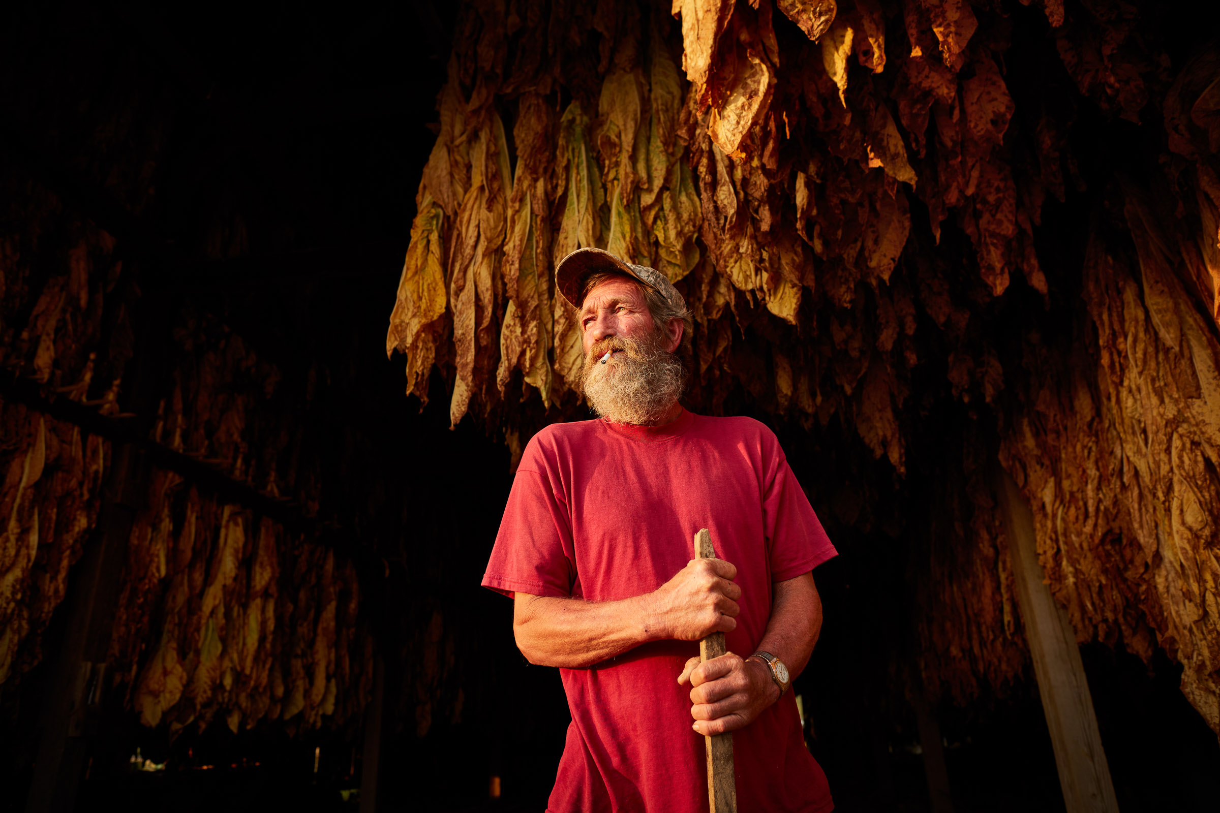 tobacco-harvest_03
