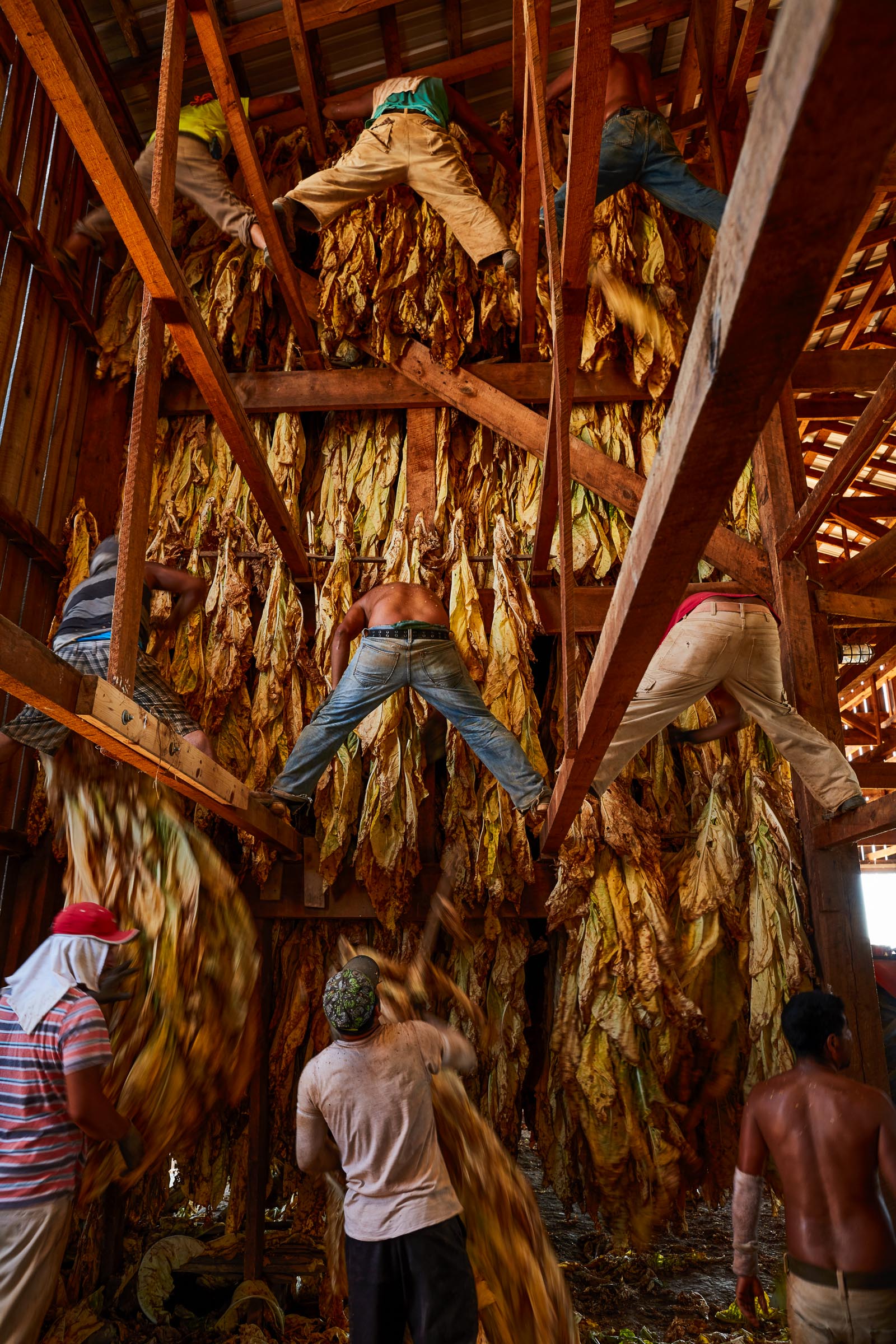tobacco-harvest_05