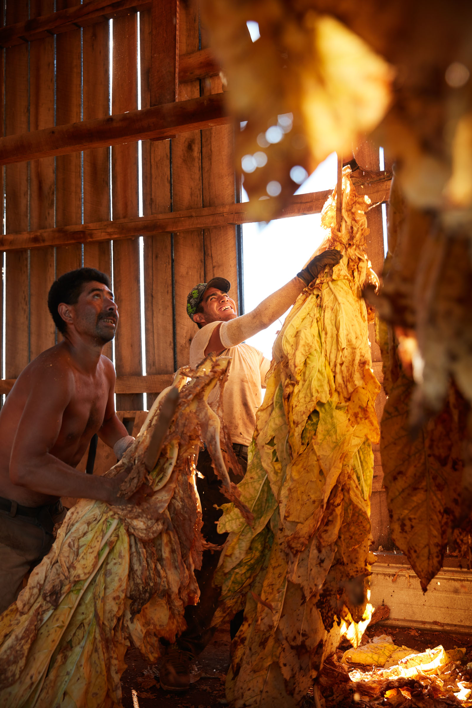 tobacco-harvest_06