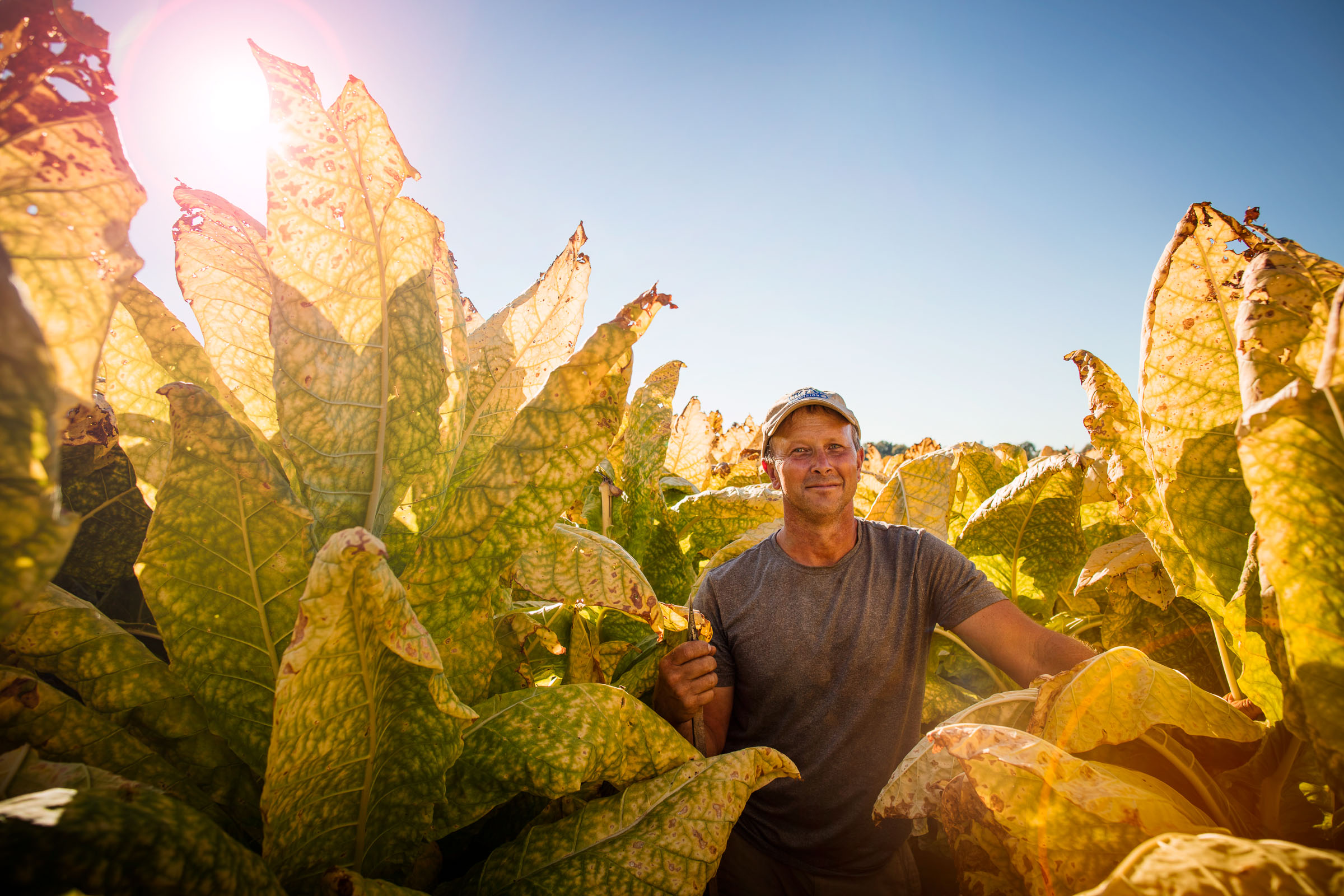 tobacco-harvest_07