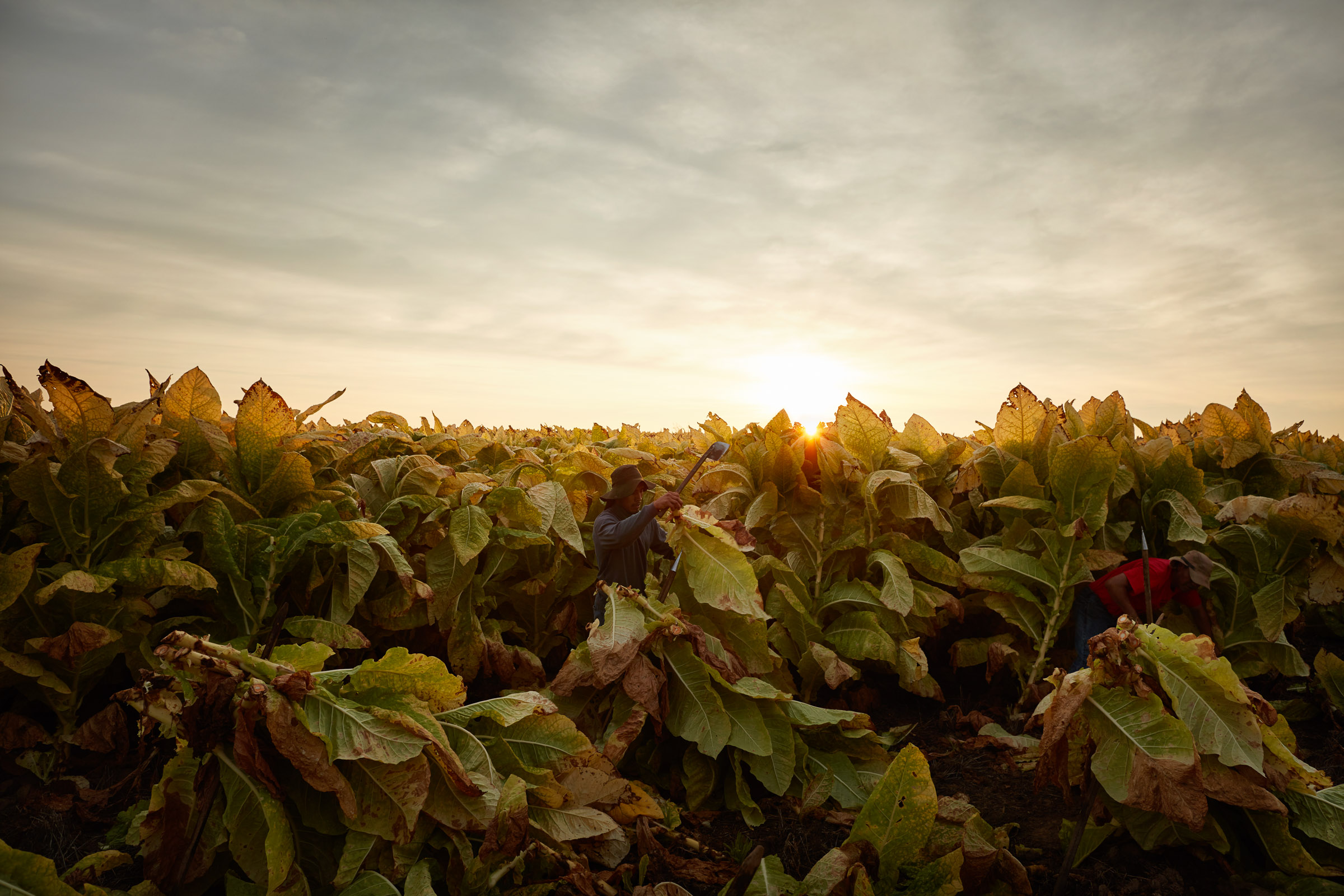 tobacco-harvest_09